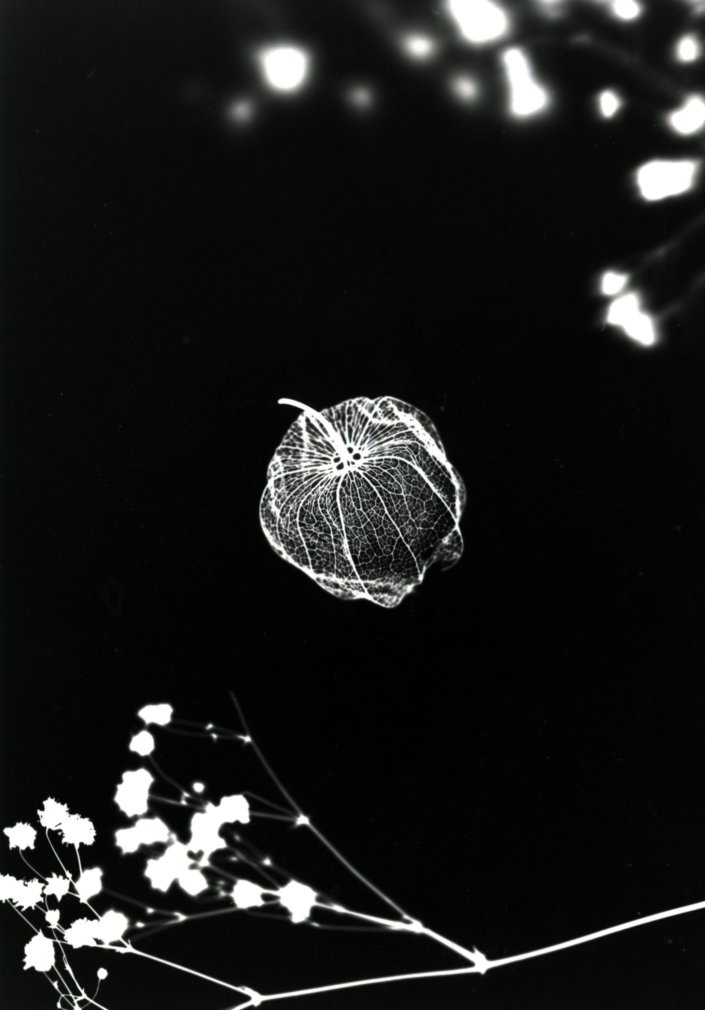 Physalis peruviana